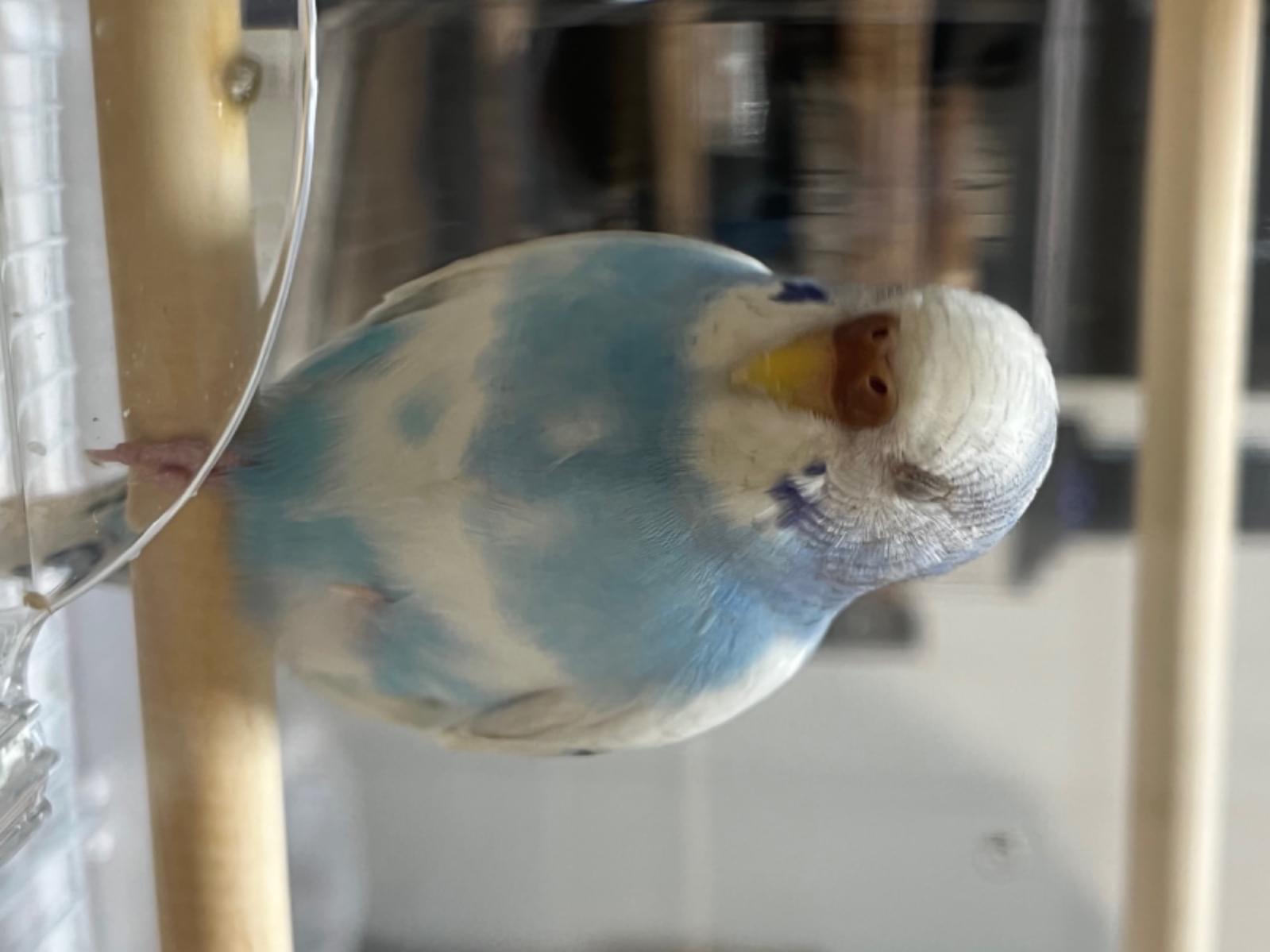 保護された鳥 保護された鳥