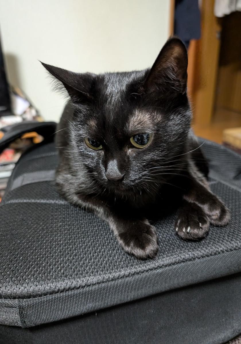 小柄な黒猫探してます