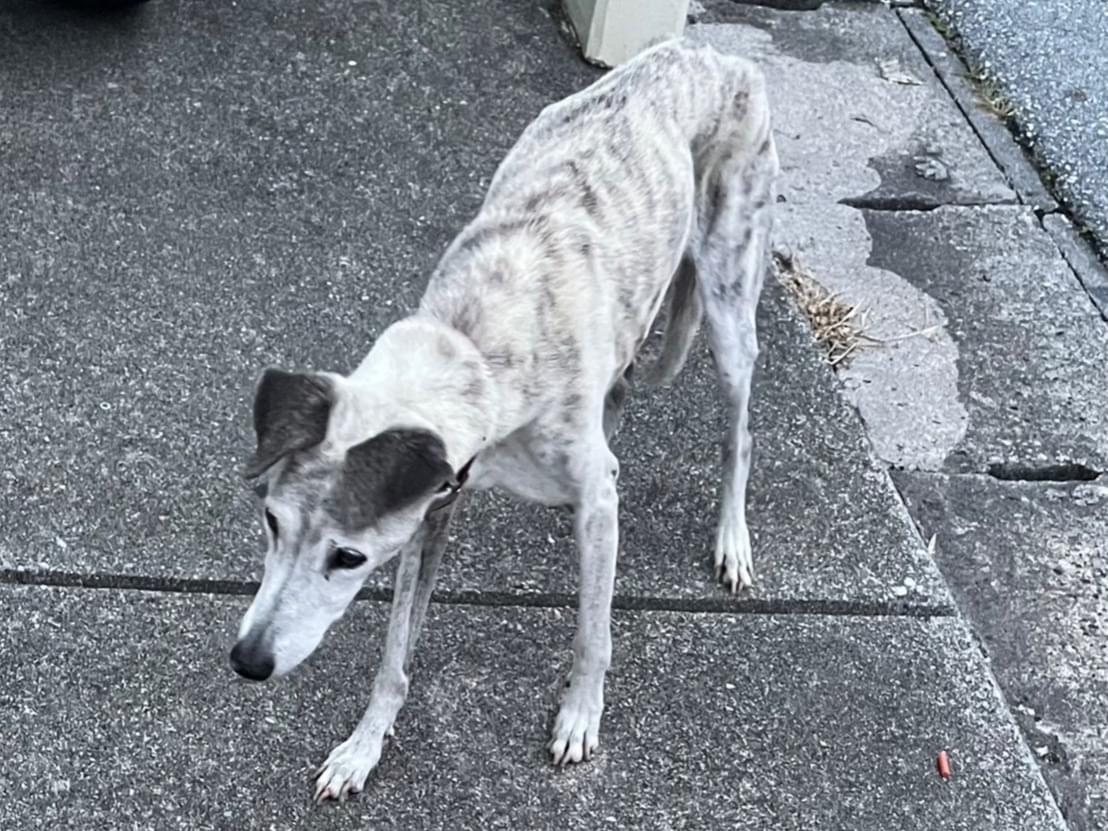 目撃された犬 目撃された犬