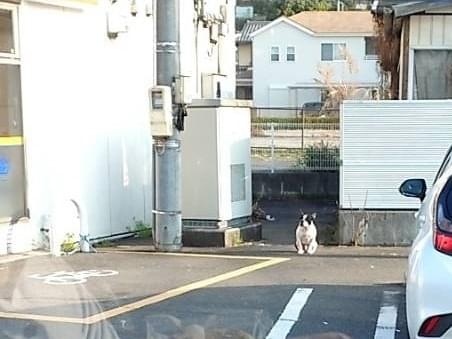 目撃された犬 目撃された犬