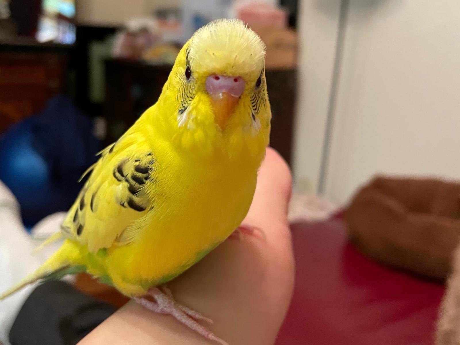 保護された鳥 保護された鳥