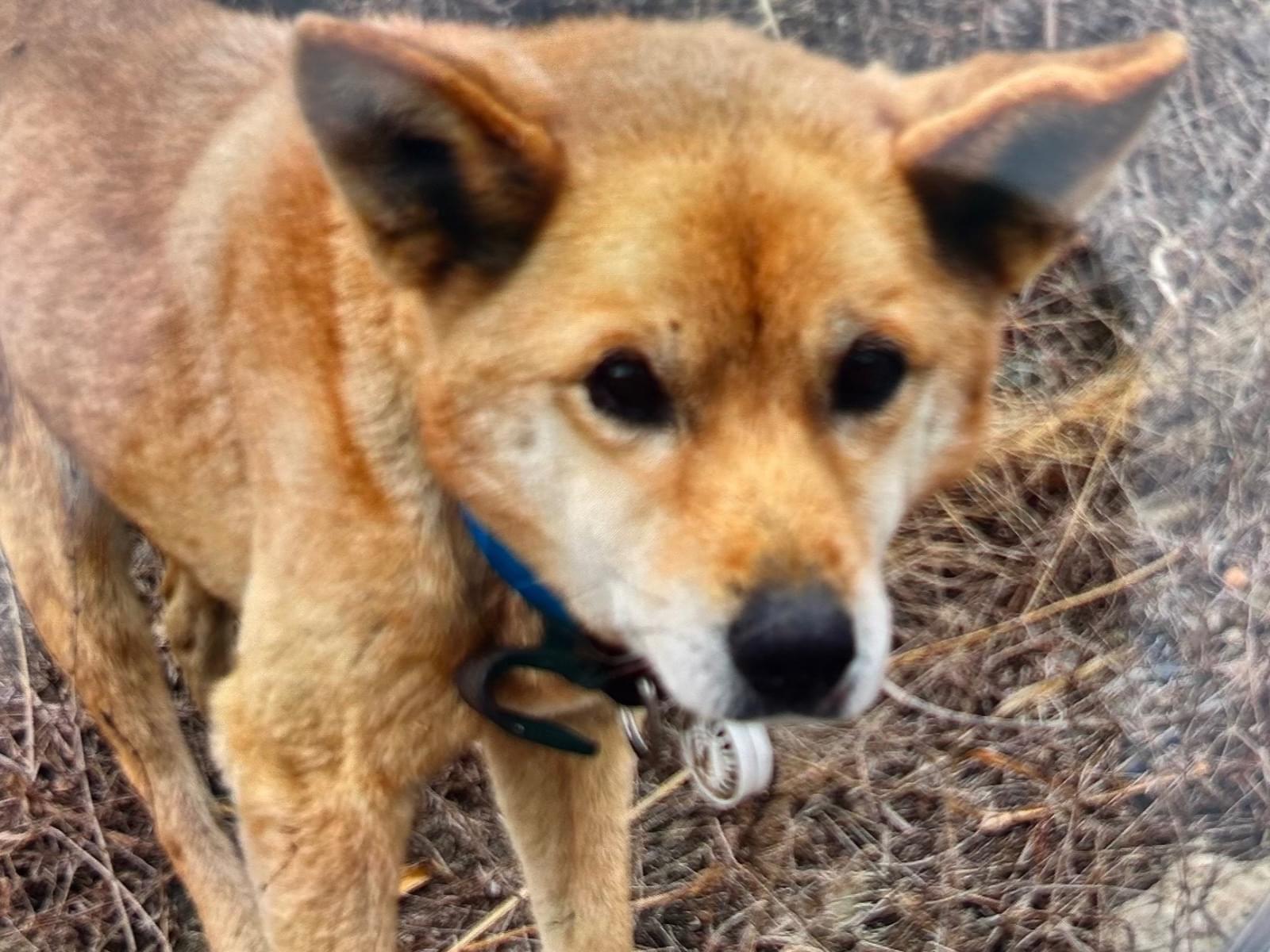 目撃された犬 目撃された犬