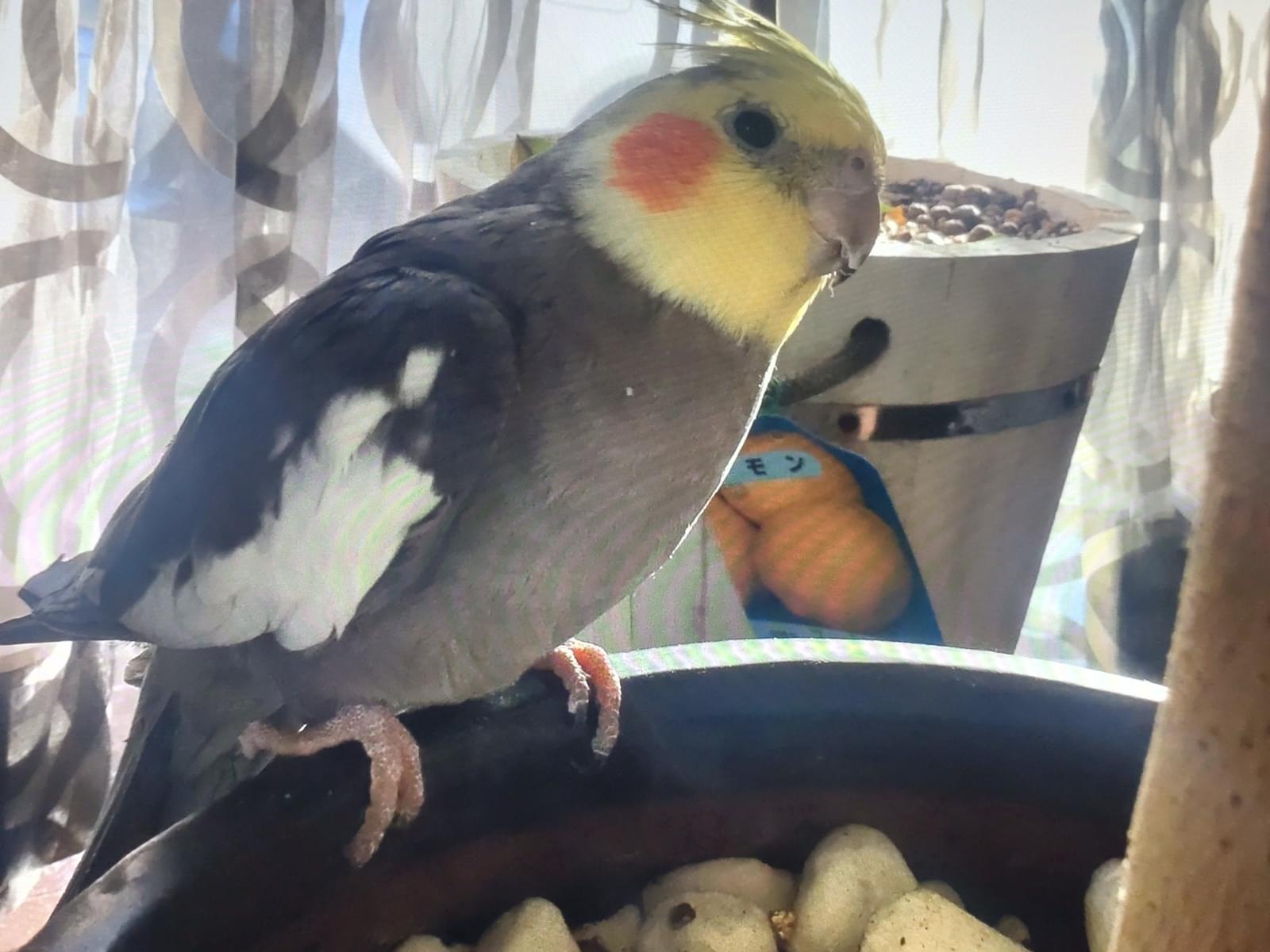 だいふくちゃん だいふくちゃん