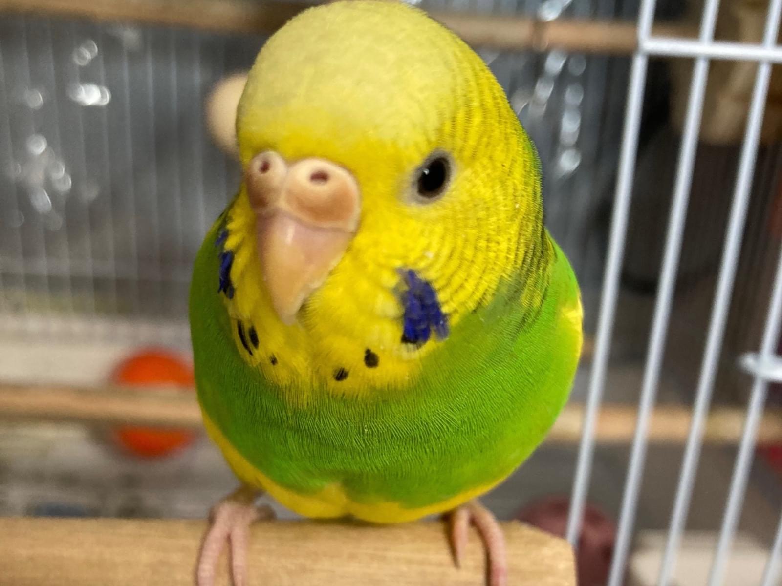 きーちゃん きーちゃん