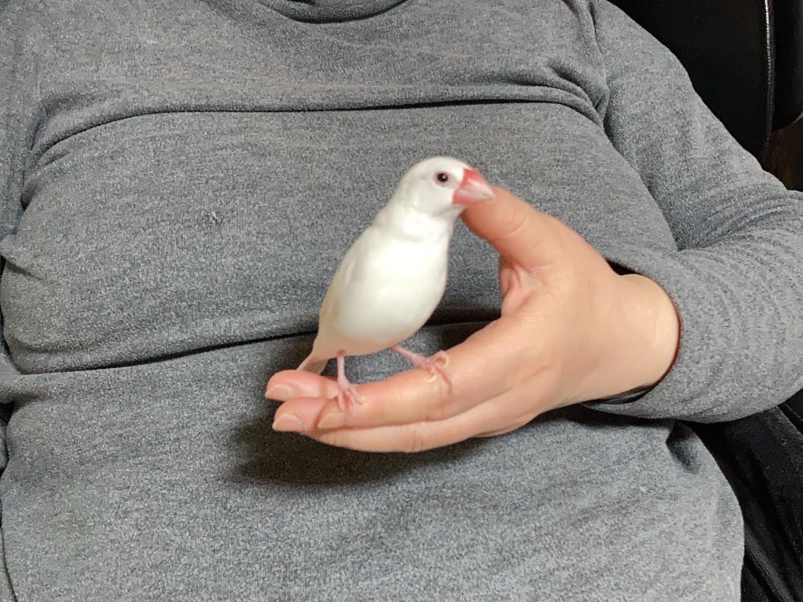 オトフちゃん オトフちゃん