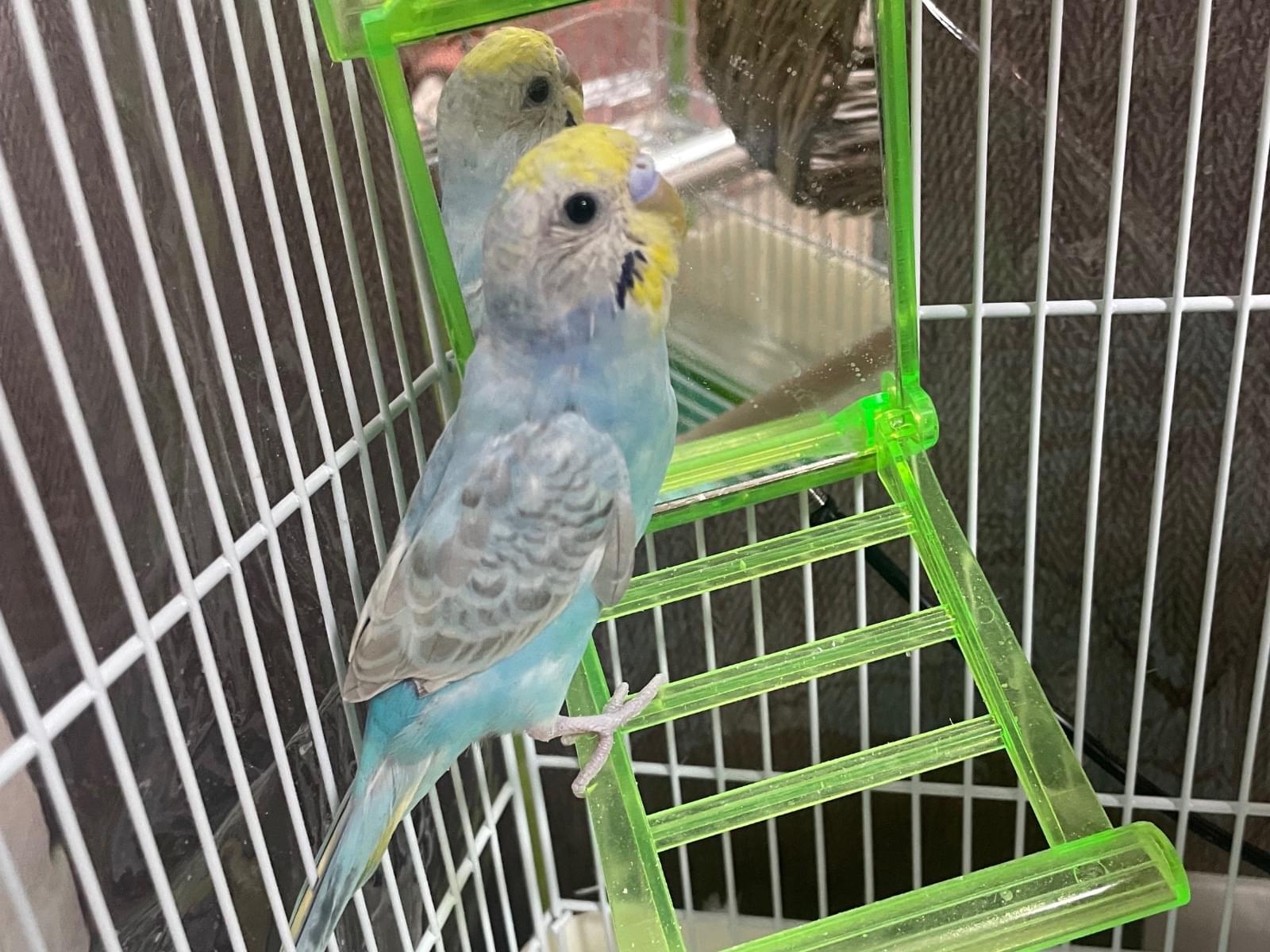 ジュゲムちゃん ジュゲムちゃん
