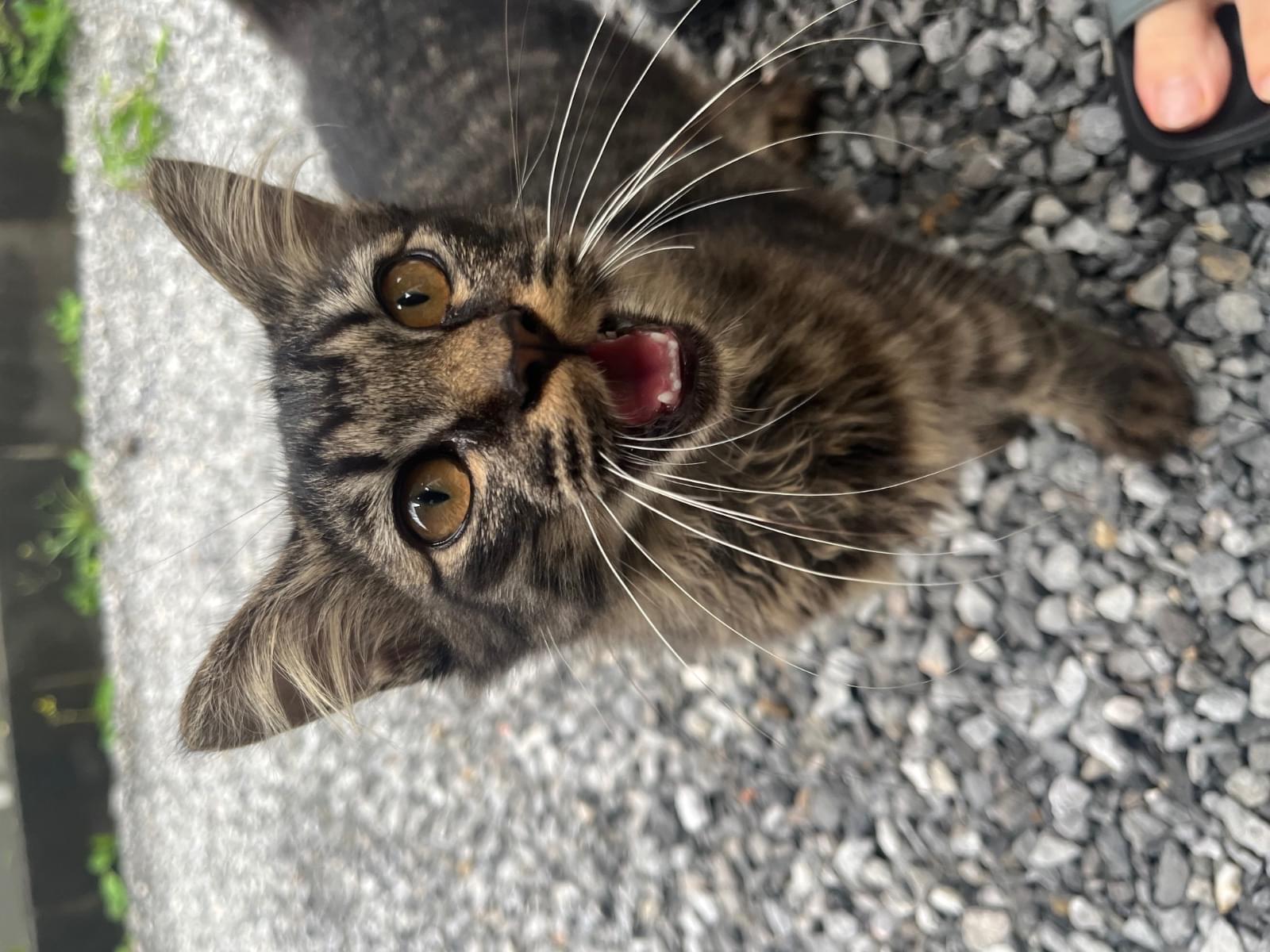 キジトラのこねこちゃん キジトラのこねこちゃん