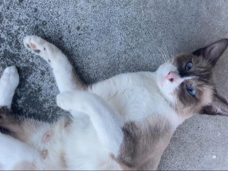 目撃された猫 目撃された猫