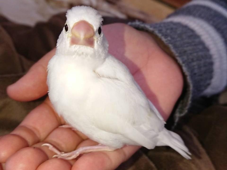 アロマちゃん アロマちゃん