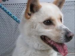 保護された犬 保護された犬