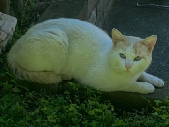 目撃された猫 目撃された猫