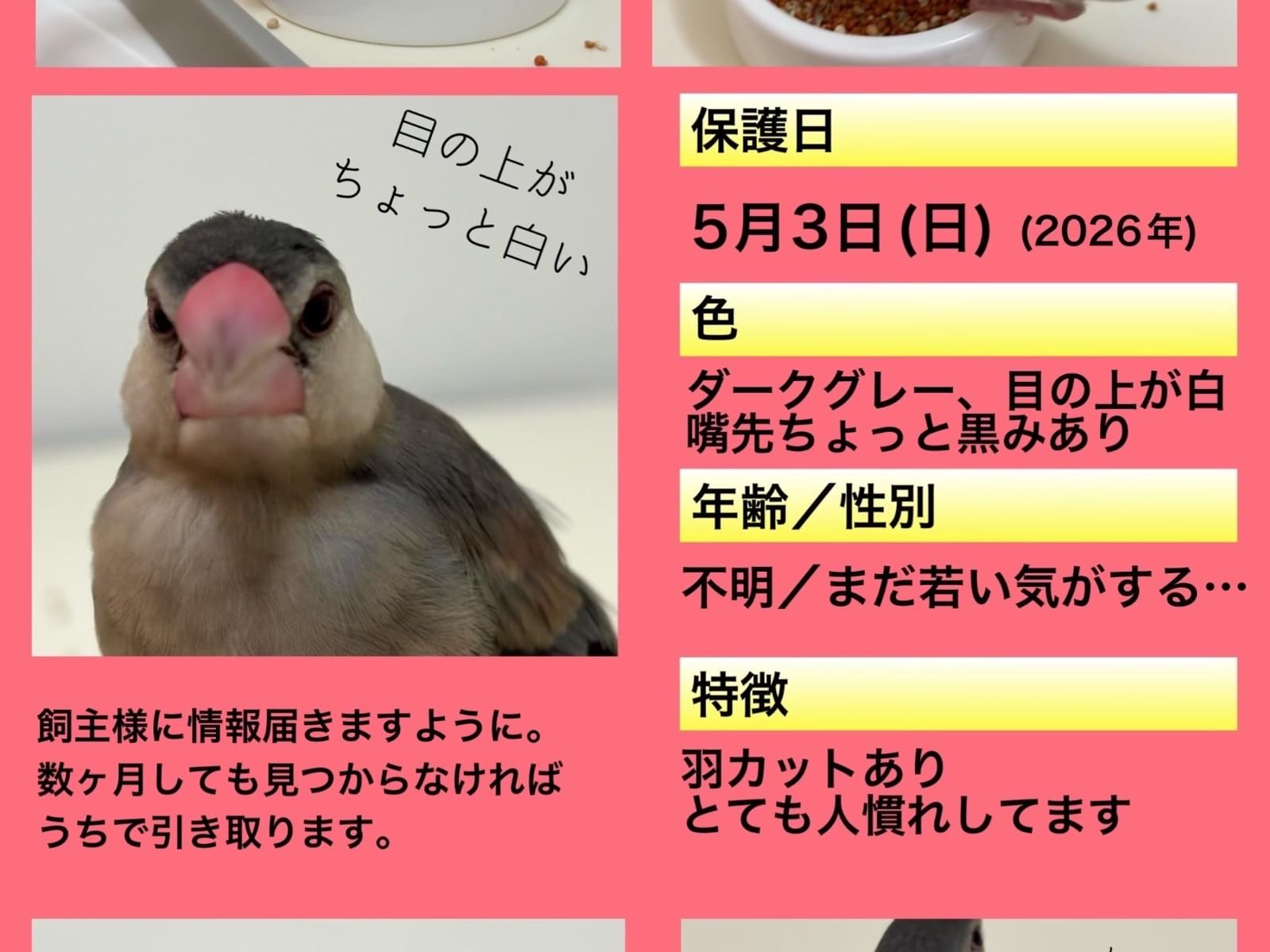 保護された鳥
