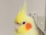 うらちゃん うらちゃん