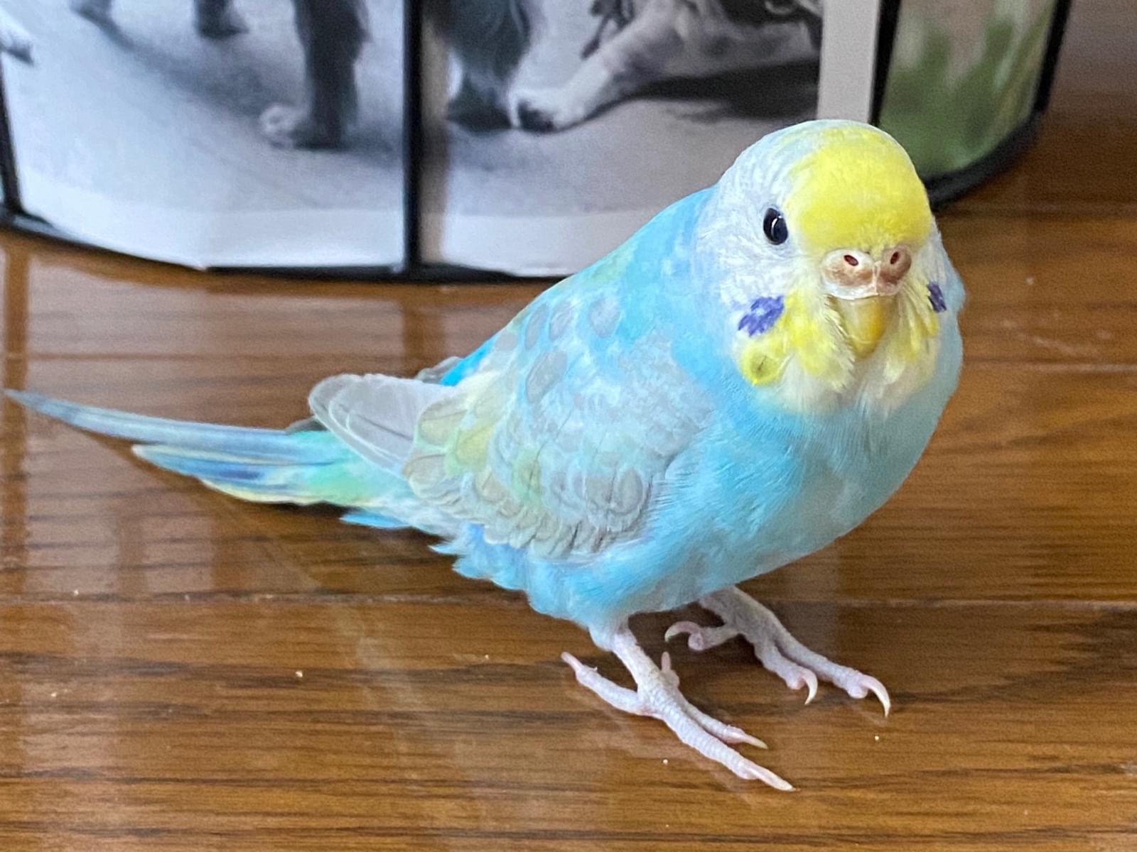 保護された鳥 保護された鳥