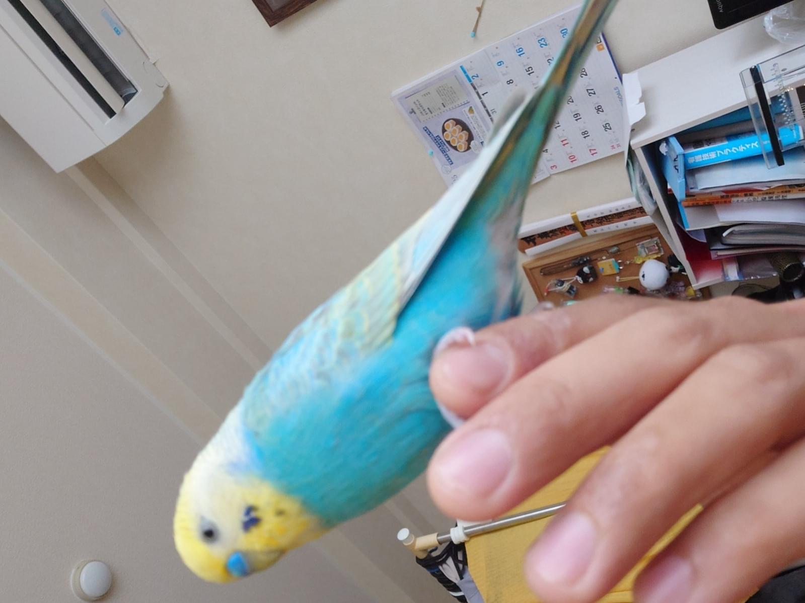 にゃーちゃん にゃーちゃん