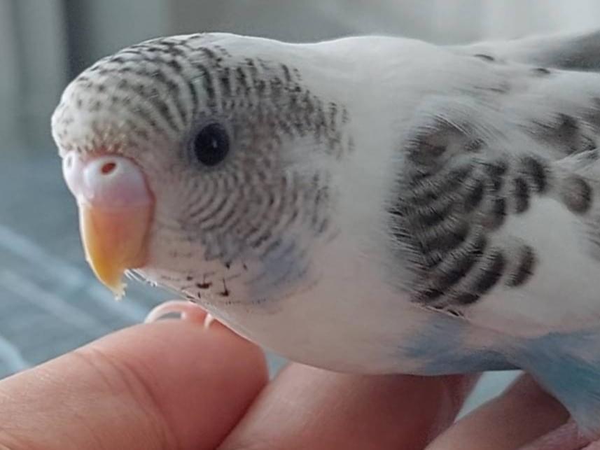 ピピちゃん ピピちゃん