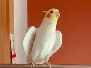 大津市で迷子のオカメインコを探しています