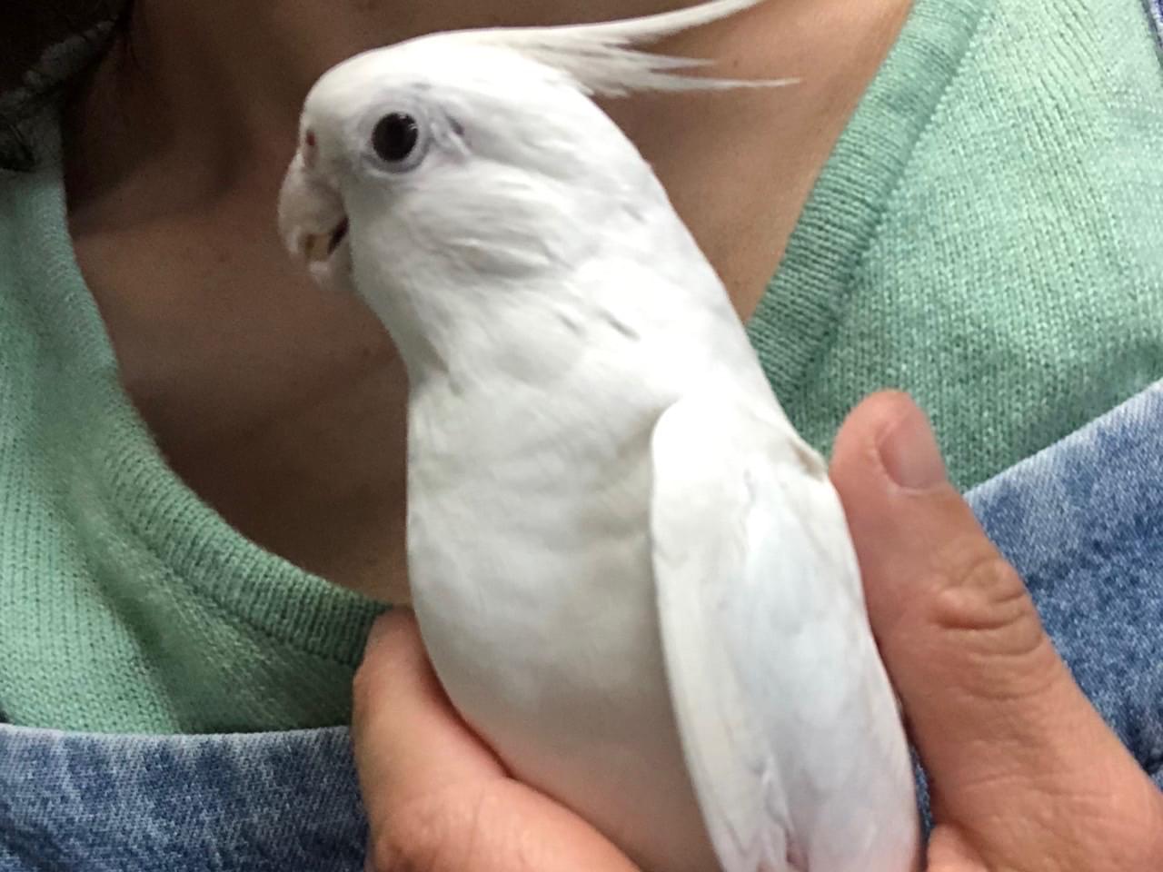 テンちゃん テンちゃん