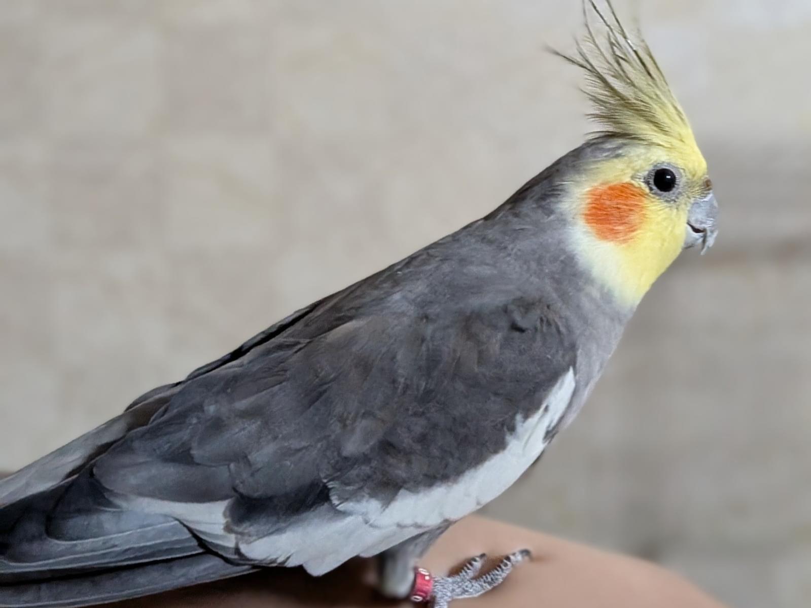 ぴーちゃん