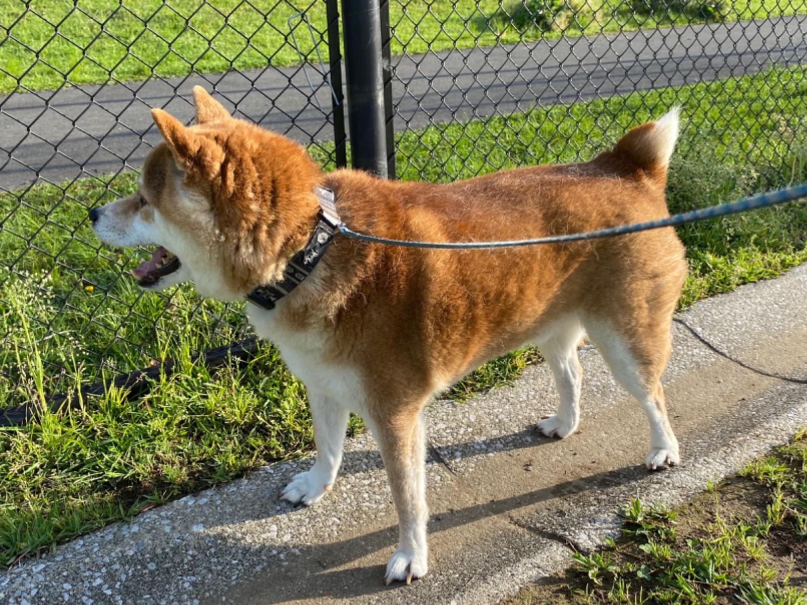 保護された犬 保護された犬