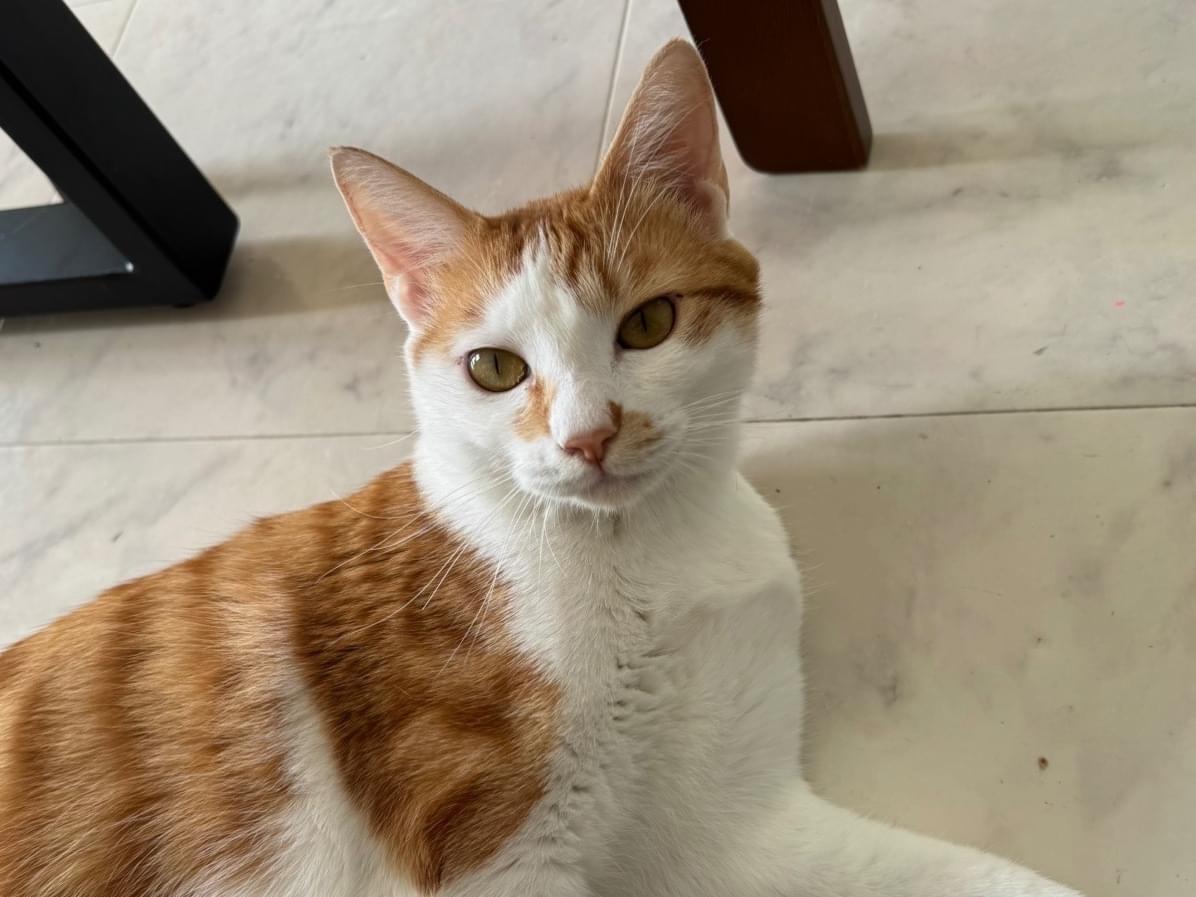 ぴーちゃん ぴーちゃん