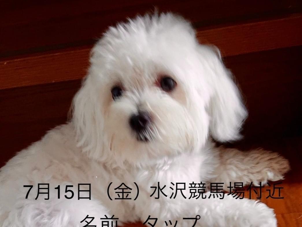 タップちゃん タップちゃん