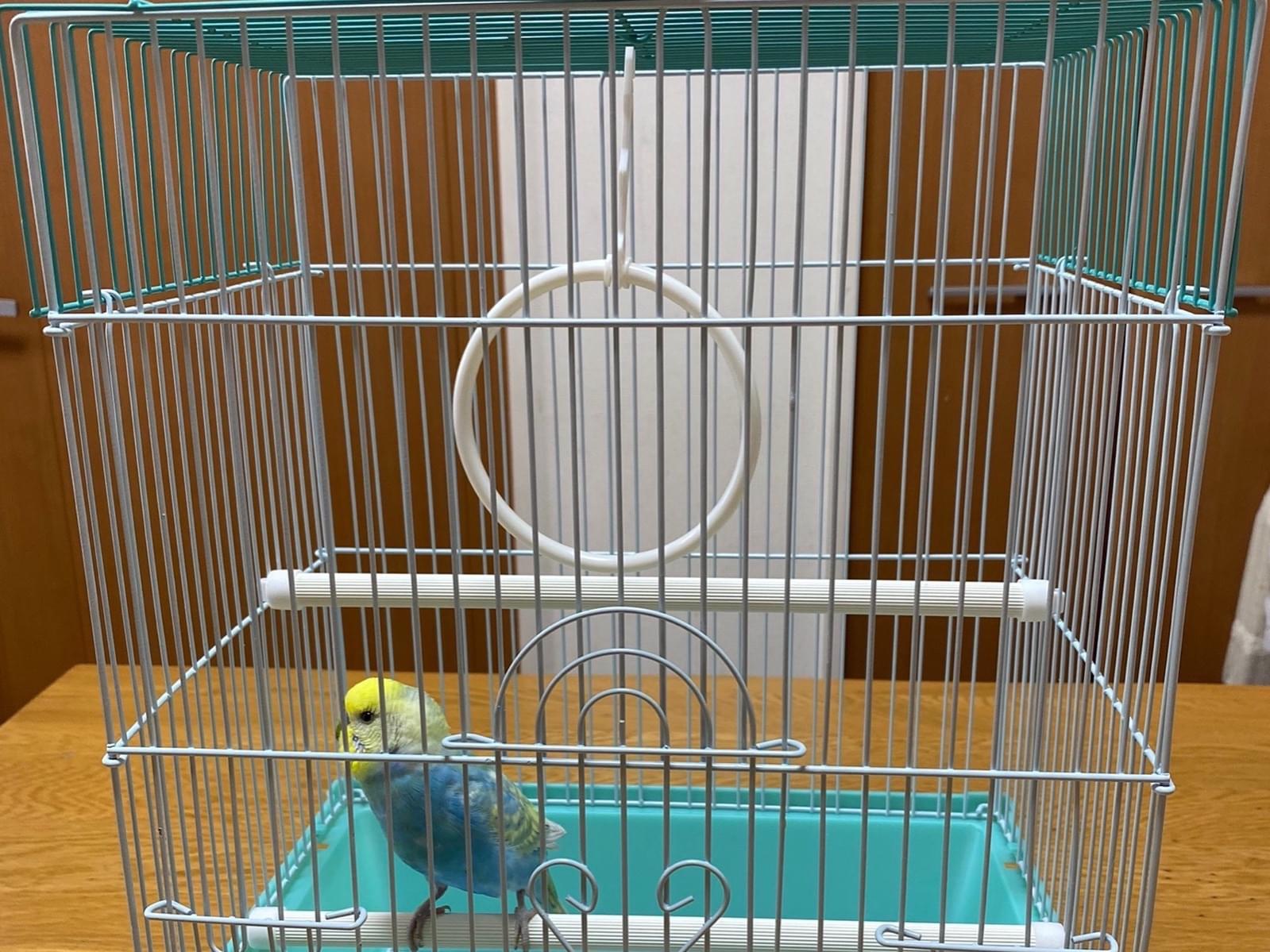 保護された鳥 保護された鳥
