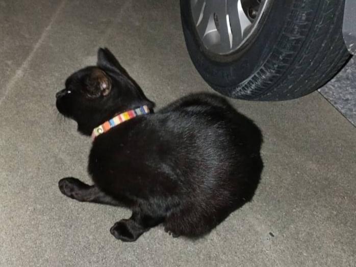 目撃された猫 目撃された猫