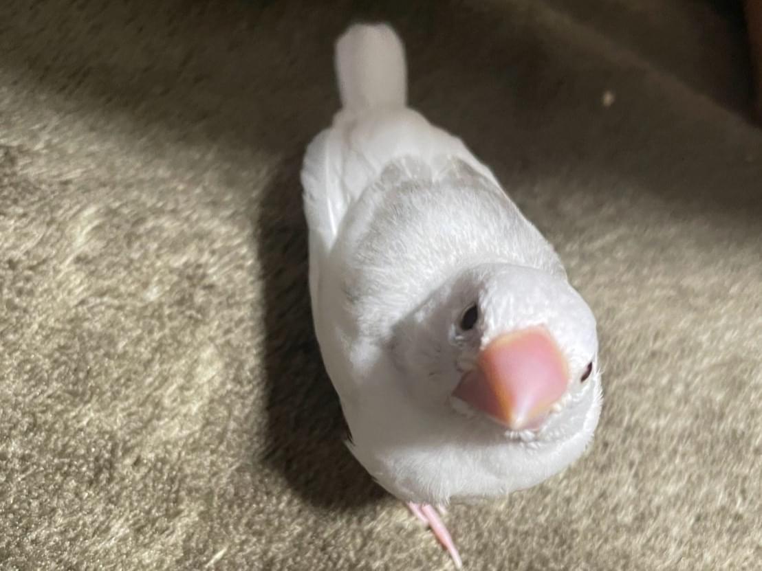 しらたまちゃん しらたまちゃん