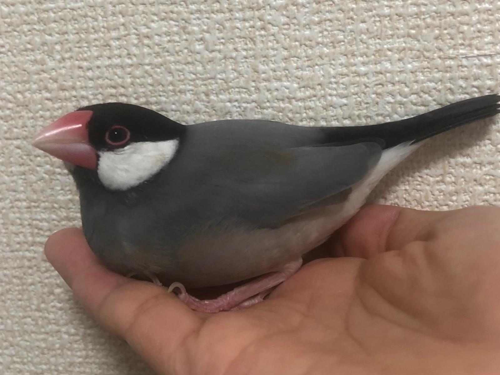 ぴよっとちゃん ぴよっとちゃん