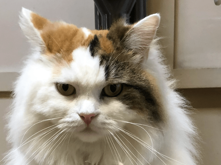 ふくちゃん ふくちゃん