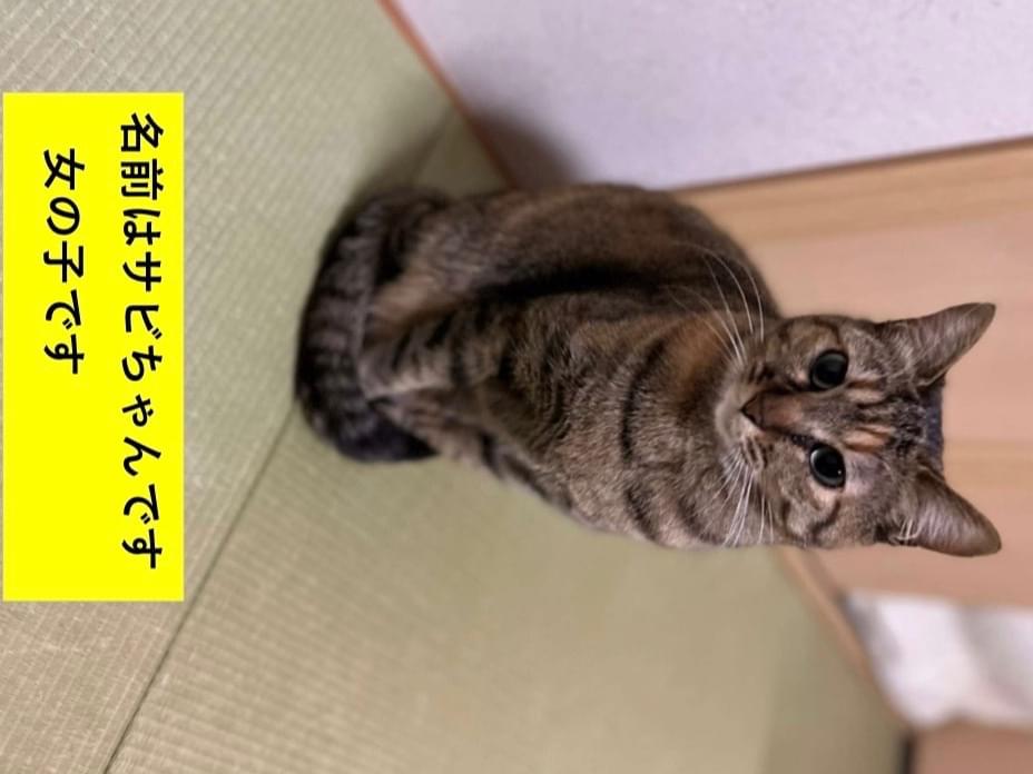 サビちゃん サビちゃん
