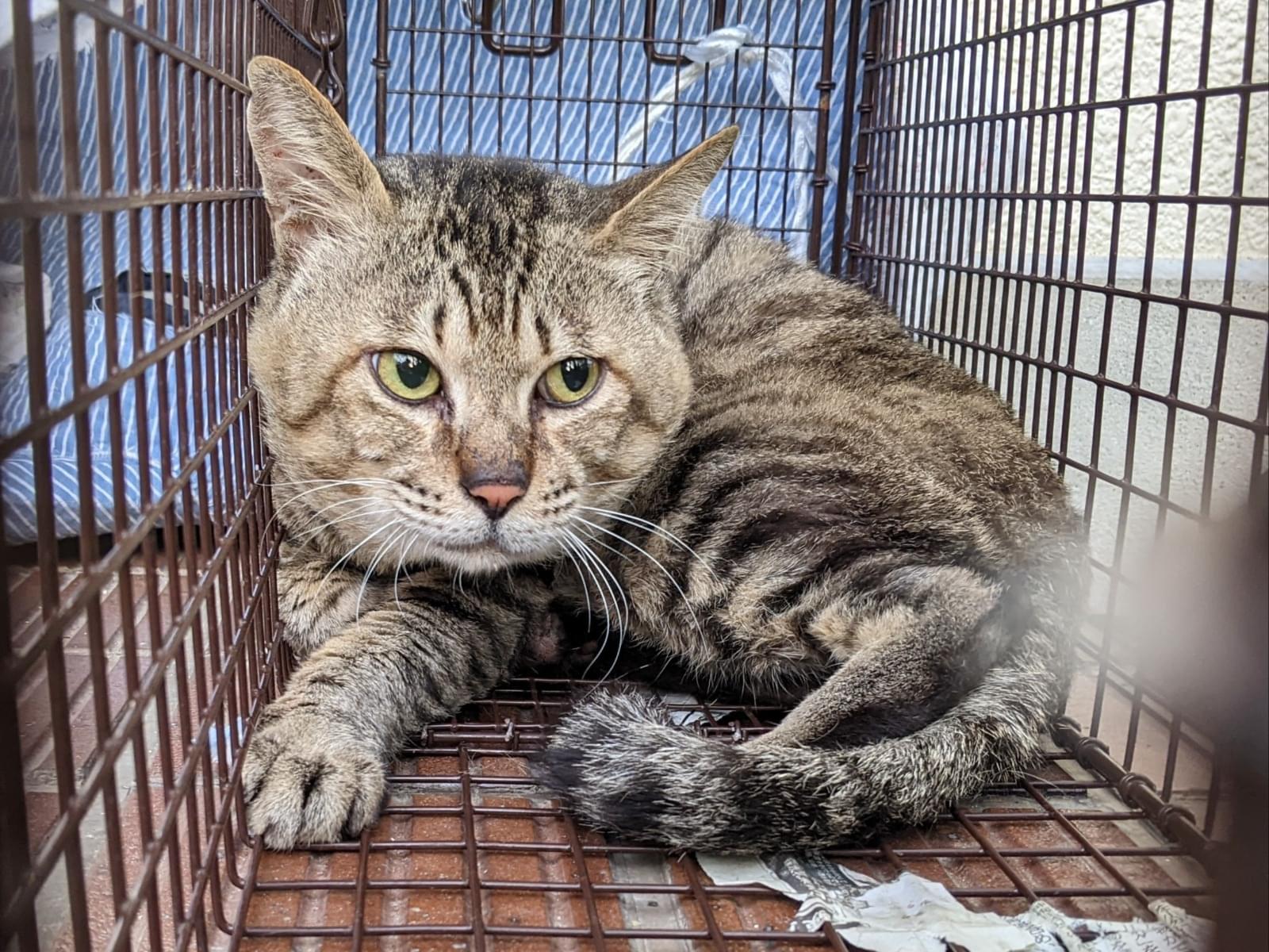 保護された猫 保護された猫