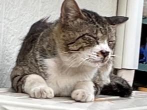 目撃された猫 目撃された猫