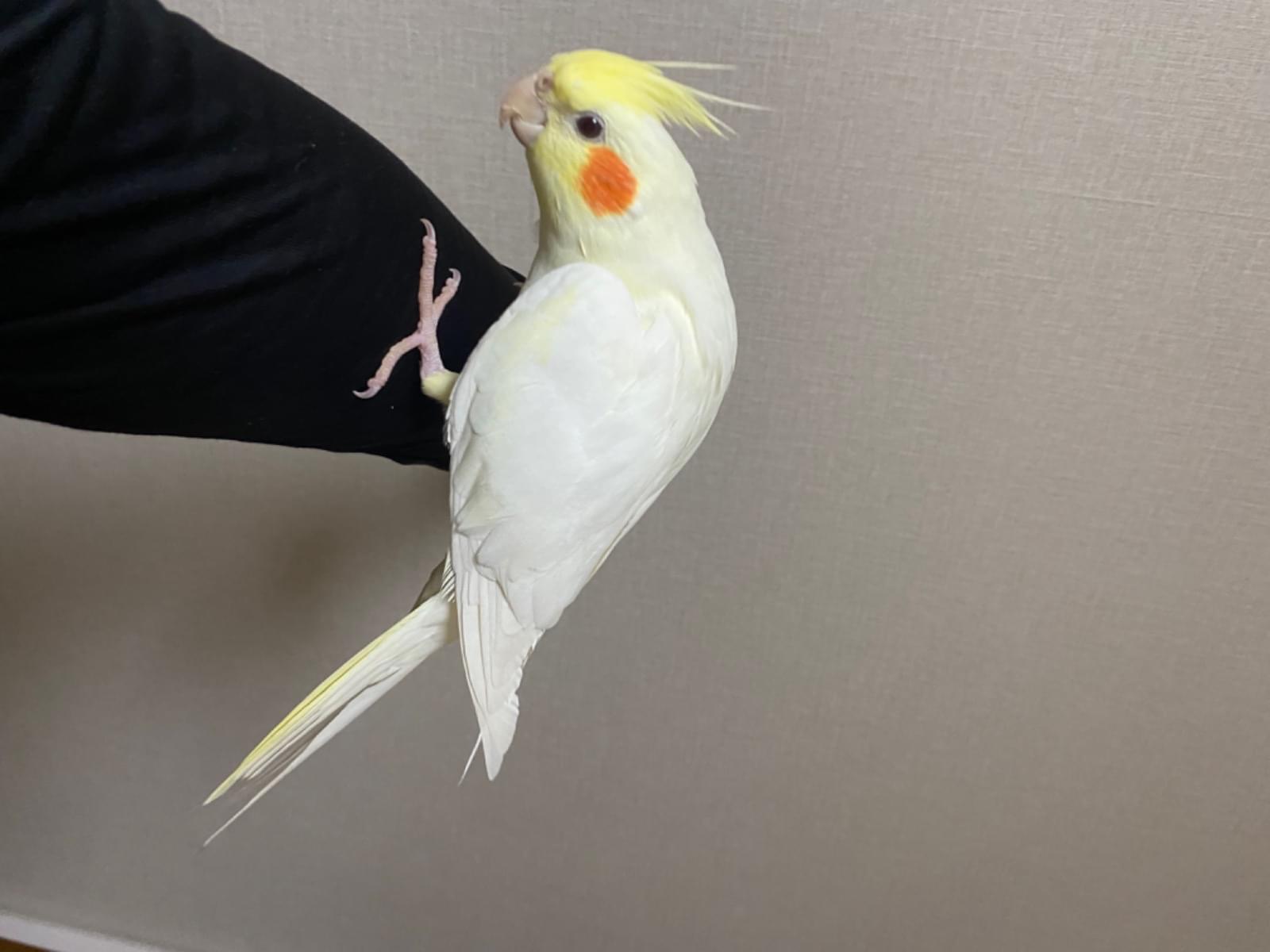 ポカちゃん ポカちゃん