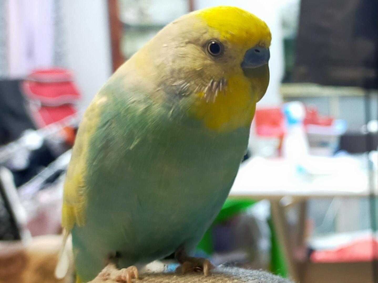 ぺぺちゃん ぺぺちゃん