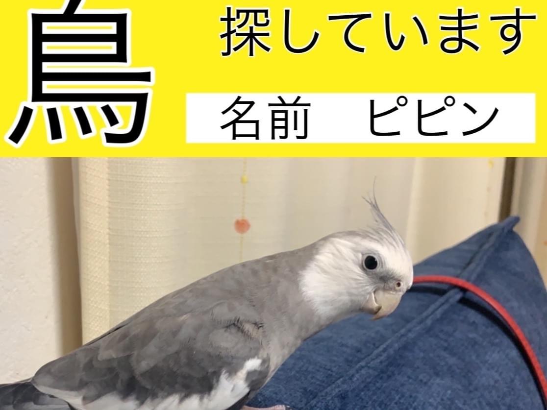 ピピンちゃん ピピンちゃん