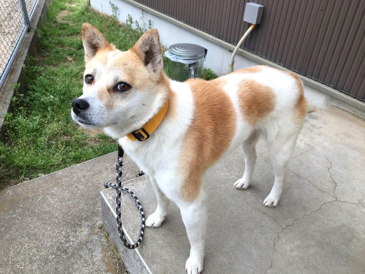 茶色と白の中型犬