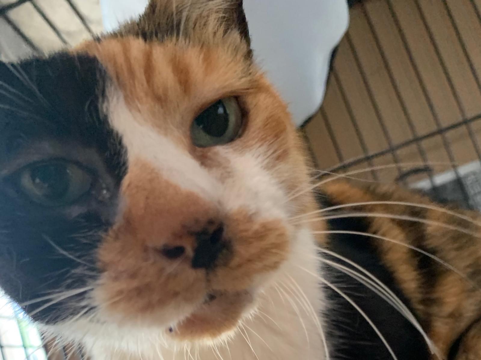 保護された猫 保護された猫