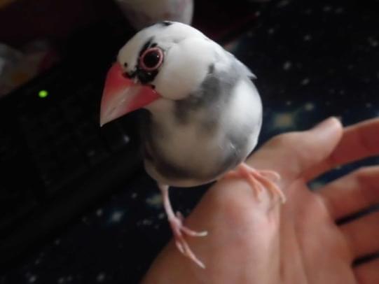 ももちゃん ももちゃん