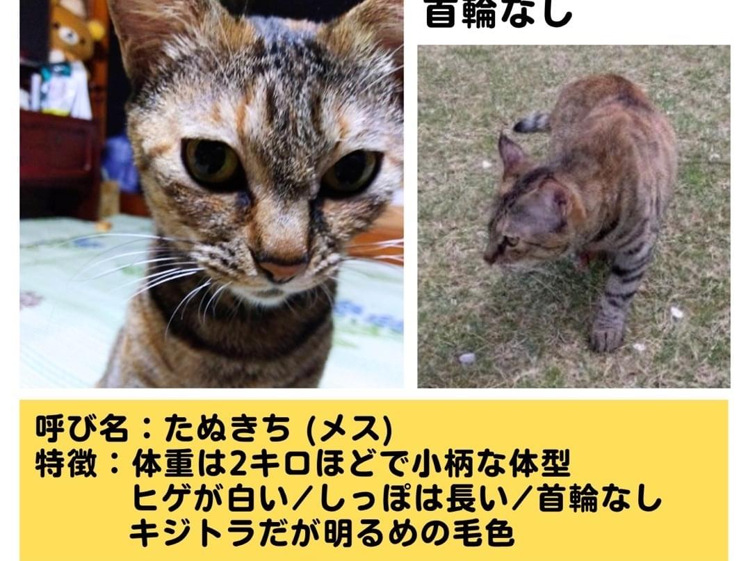 たぬきちちゃん
