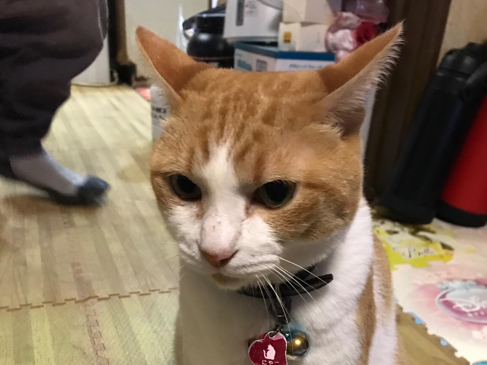 にゃーちゃん にゃーちゃん