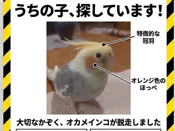 アニーちゃん