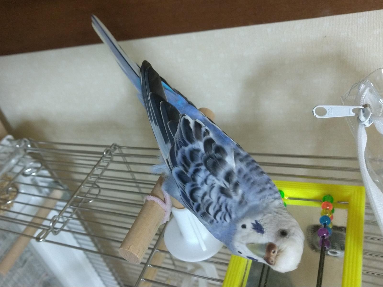 ぴーちゃん ぴーちゃん