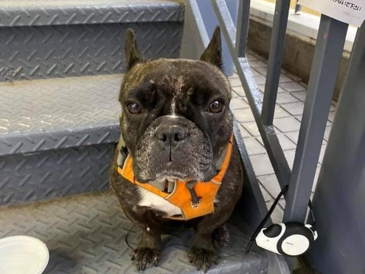 保護された犬 保護された犬