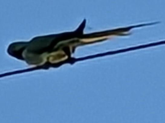 目撃された鳥 目撃された鳥