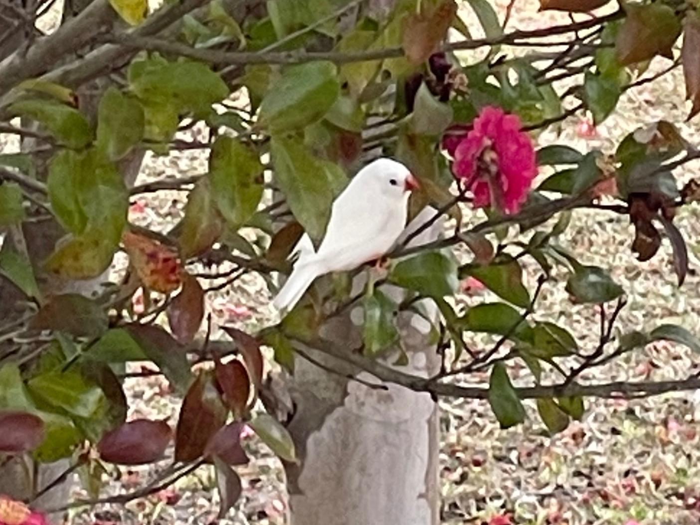 目撃された鳥 目撃された鳥