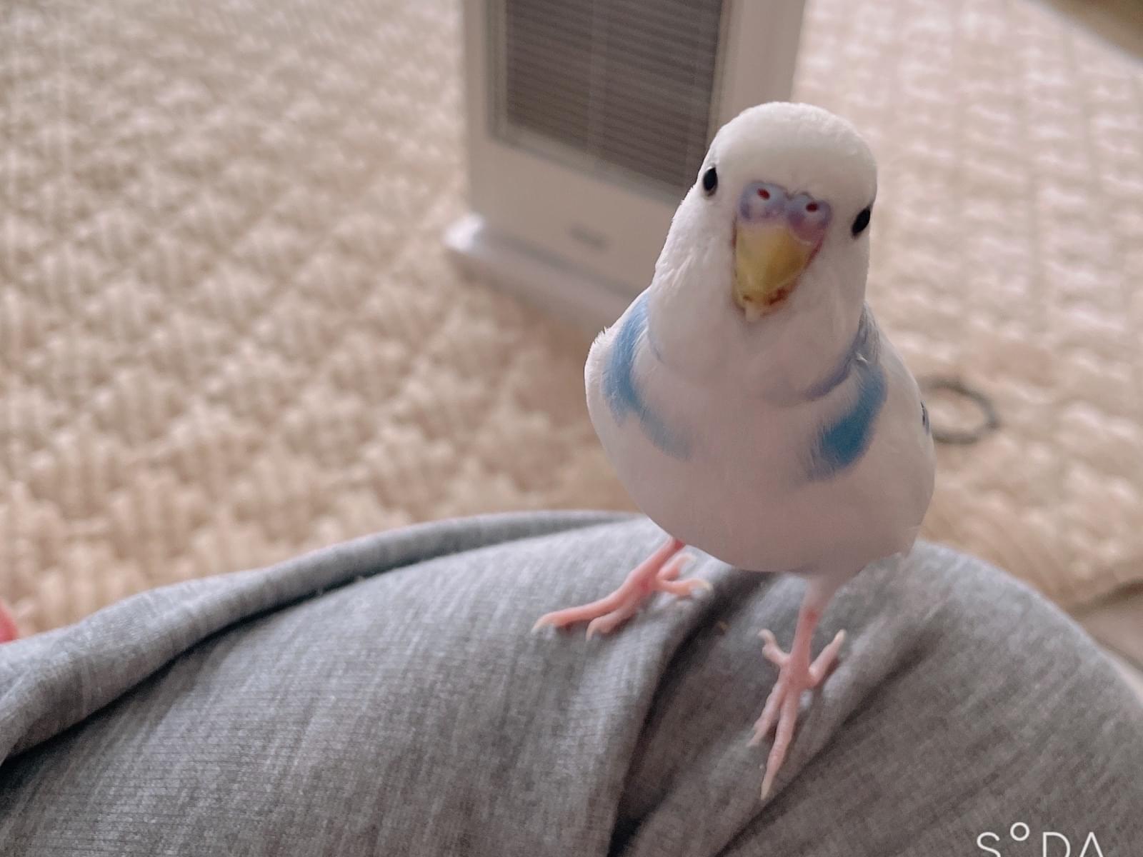 あおいちゃん あおいちゃん