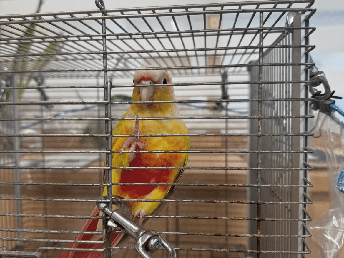 保護された鳥 保護された鳥