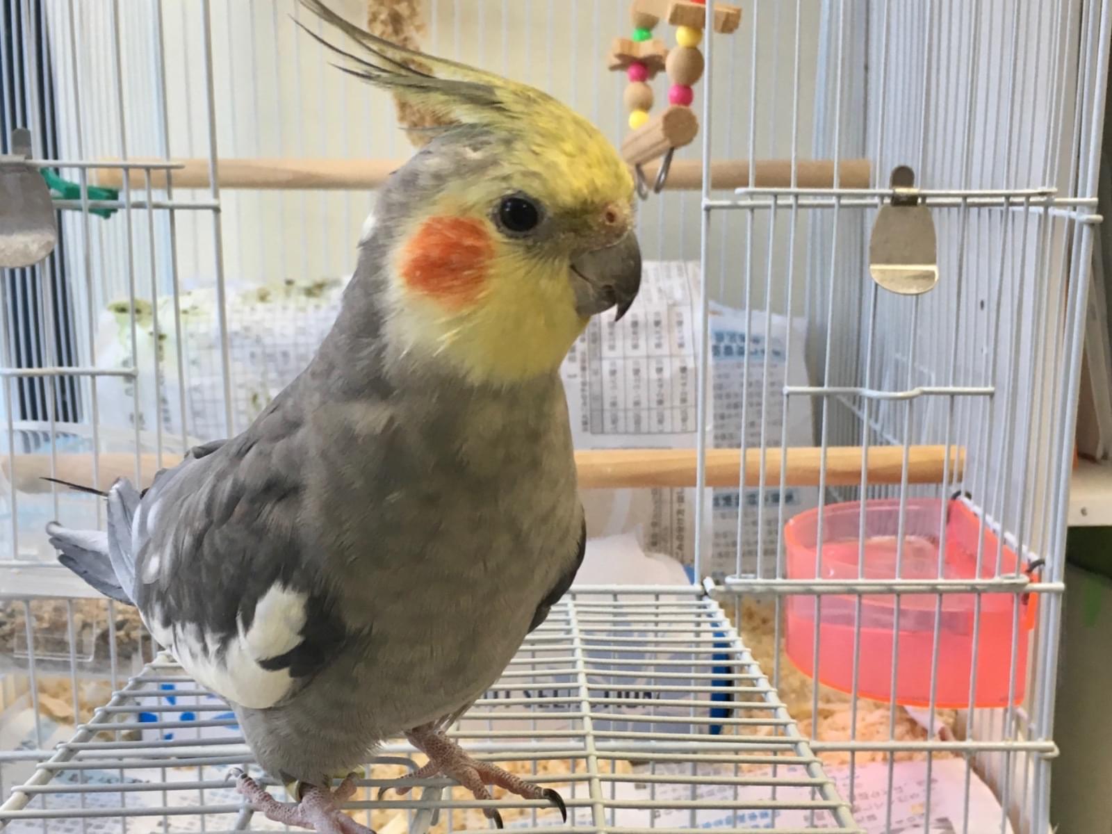 ふじ丸ちゃん ふじ丸ちゃん